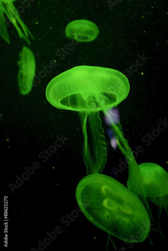 Jellyfish with green light on black background in the aquarium, Singapore © niradj