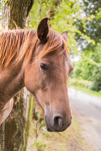 Fototapeta Naklejka Na Ścianę i Meble -  Chestunt horse portrait.