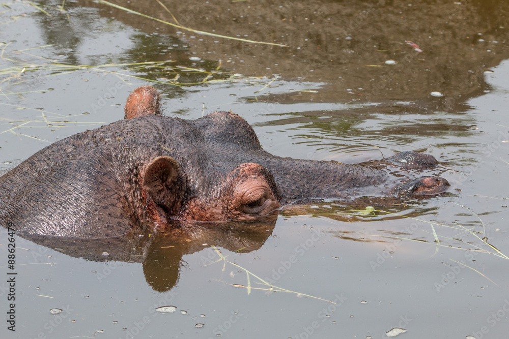 Fototapeta premium Hippo under water