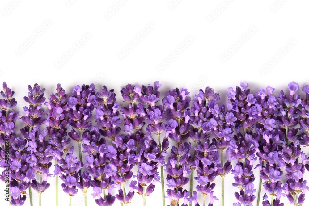 Naklejka premium Frame with lavender