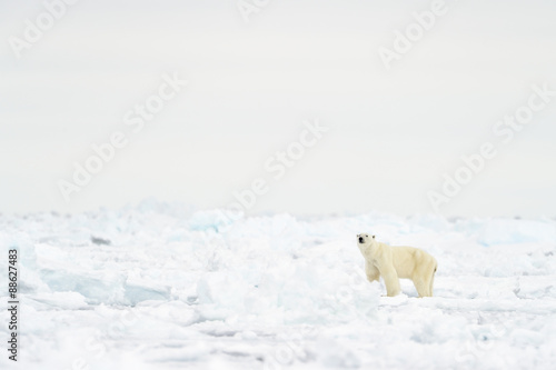 Polar Bear (Ursus maritimus) adult, walkin on melting icefloe, floe edge, Baffin Bay, Nunavut, Canada.