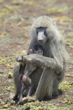 Olive Baboon (Papio anubis) mother with young in her arms, Lake Manyara national park, Tanzania.