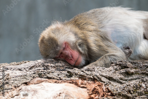 Sleeping Baboon