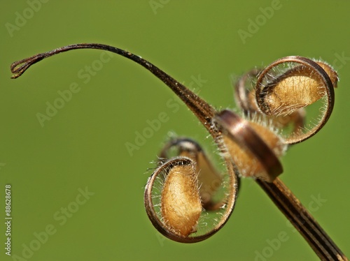 Samen des Wiesen-Storchschnabels (Geranium pratense) 
 photo