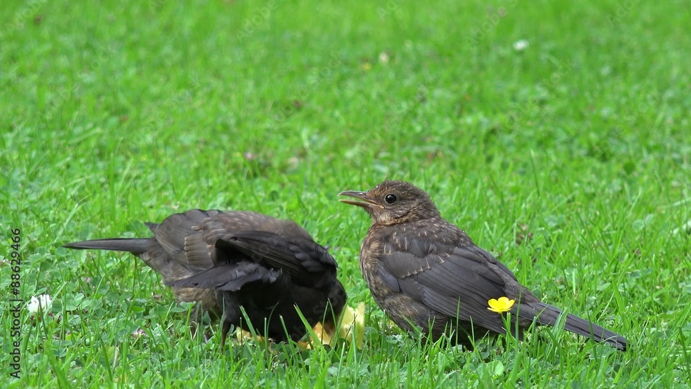 blackbird feeding on the meadow blackbird feeding on the meadow