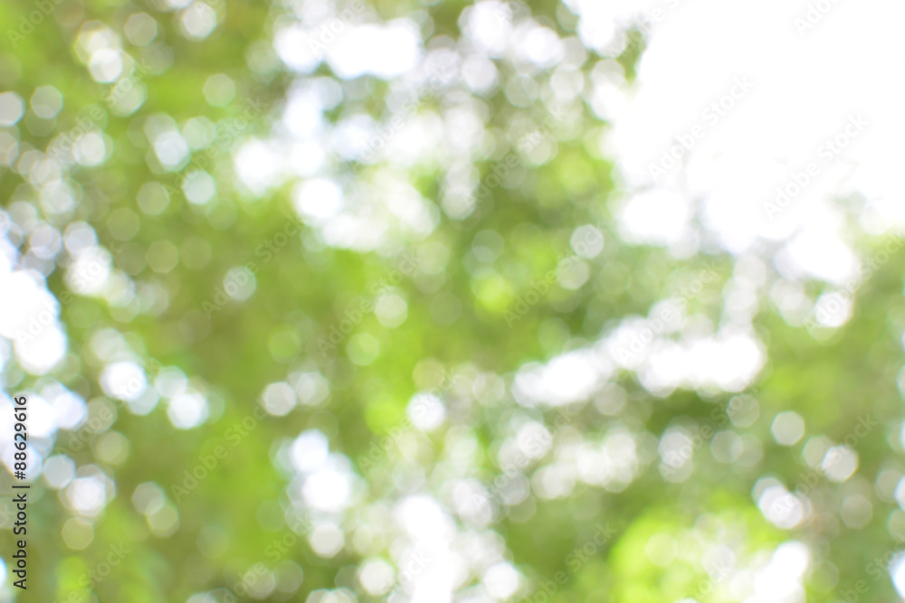 Obraz premium abstract blur soft green bokeh background