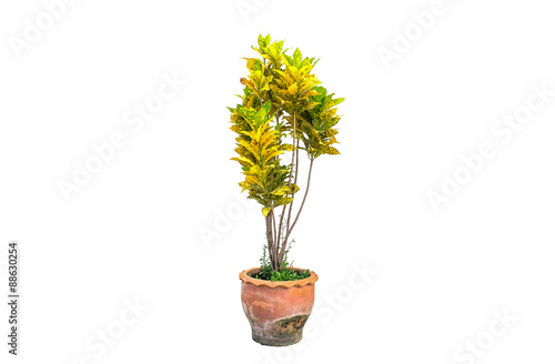 Yellow and green leaves small tree in pot isolated on white background