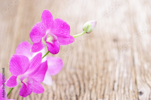 Pink orchid plants on wooden table