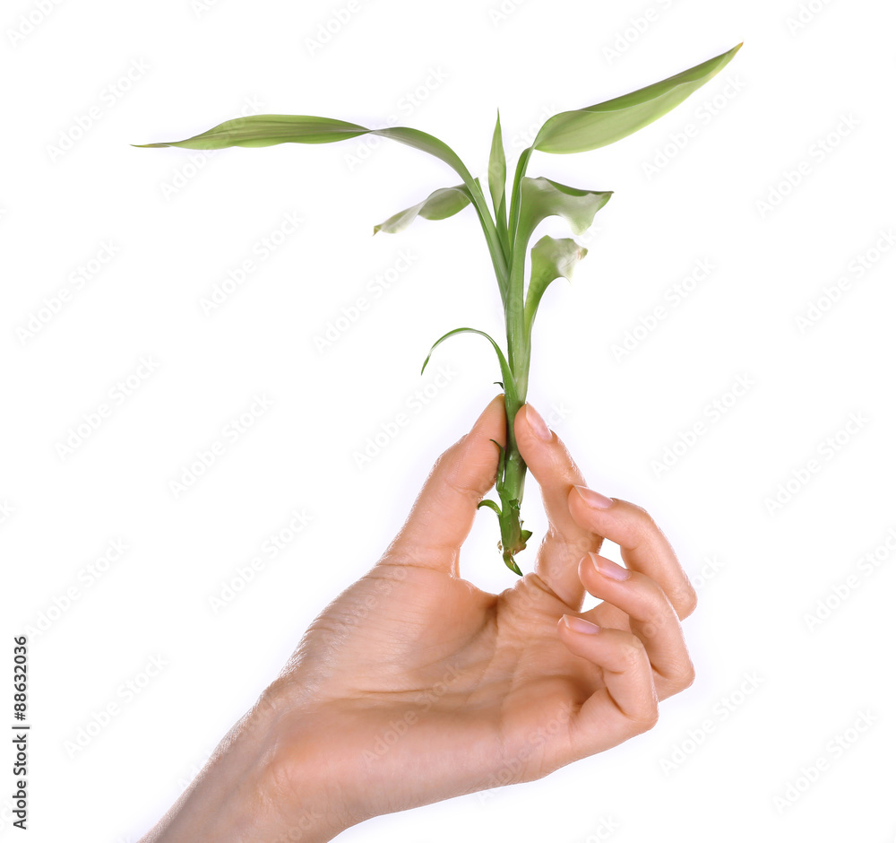 Female hand with green plant isolated on white Female hand with green plant isolated on white