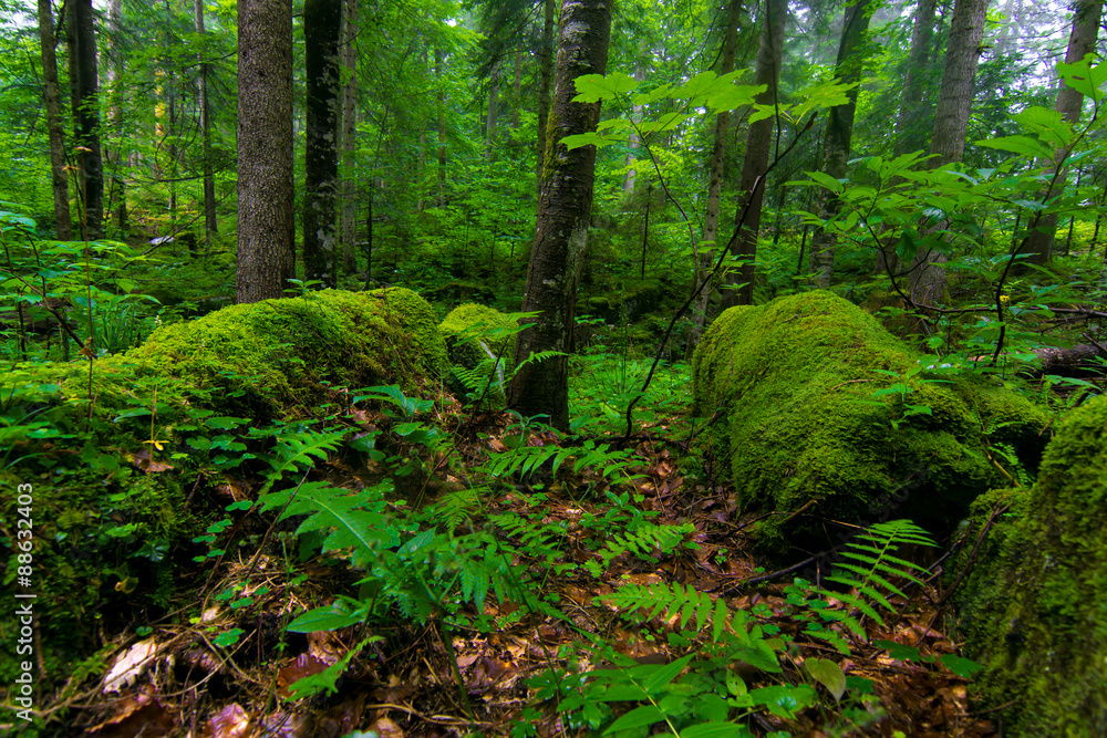 Forest Forest