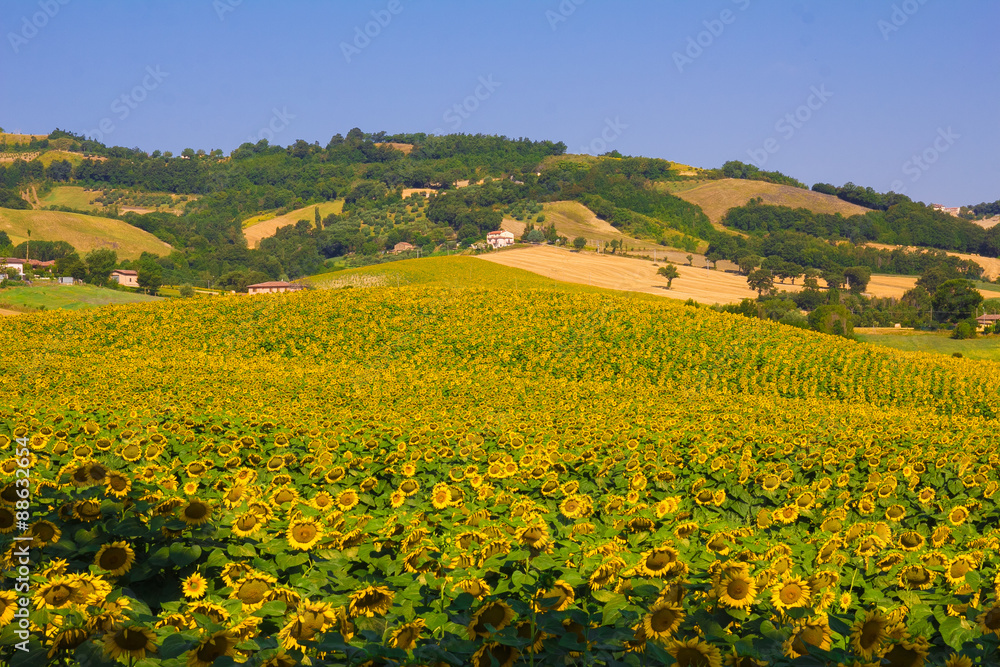 Paesaggio estivo di campagna in Umbria