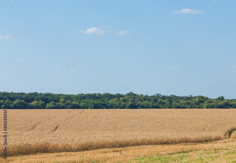 Summer Landscape with Wheat Field