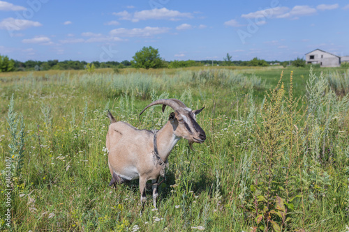 Portrait of goat eating a grass on meadow