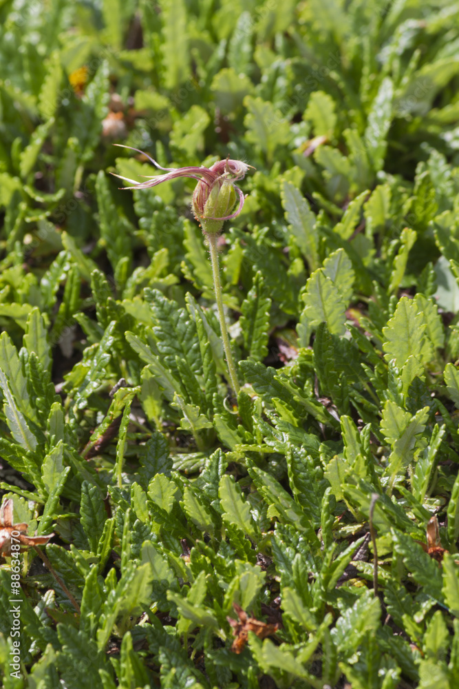 wildflower in mountain