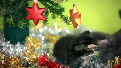 Maine coon kittens playing under  Christmas tree on green photo