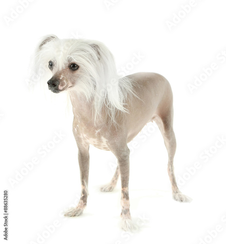 Chinese Crested dog isolated on white