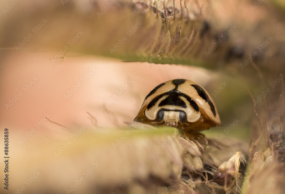 yellow ladybug on grass flower, macro close-up yellow ladybug on grass flower, macro close-up