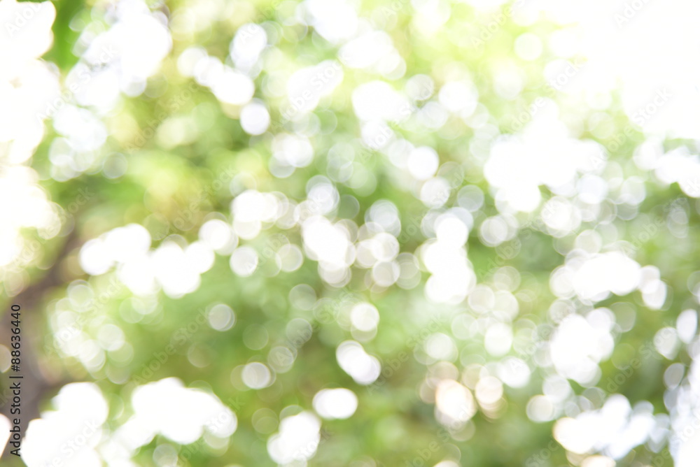 Green bokeh from tree, green background Green bokeh from tree, green background