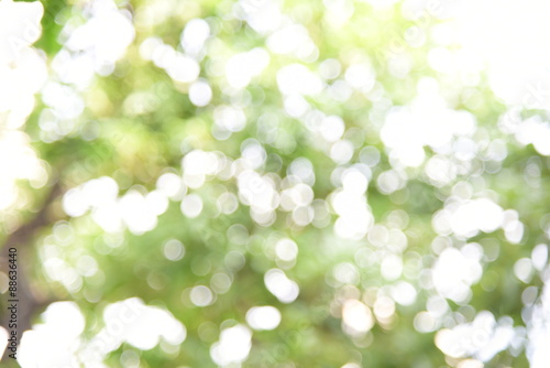 Green bokeh from tree, green background
