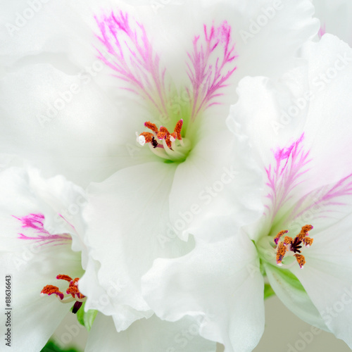 Fototapeta Naklejka Na Ścianę i Meble -  NatureArt II