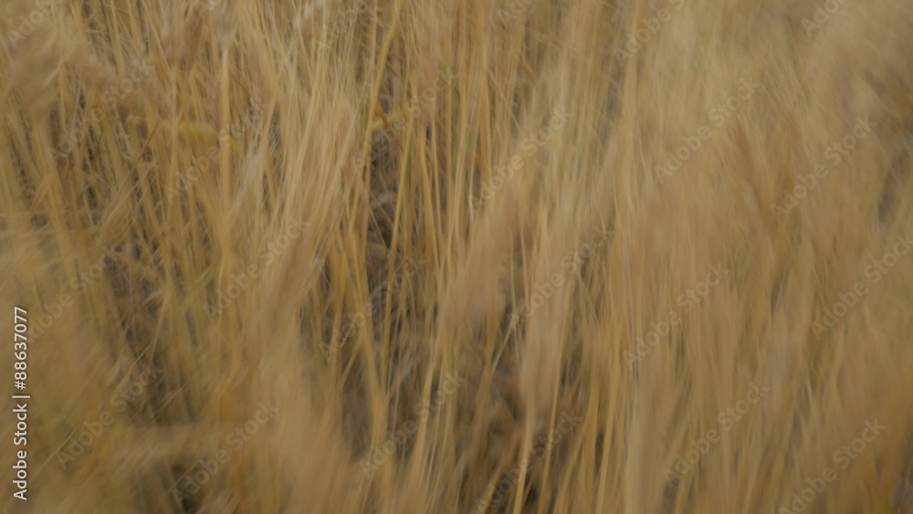 rural wheat field rural wheat field