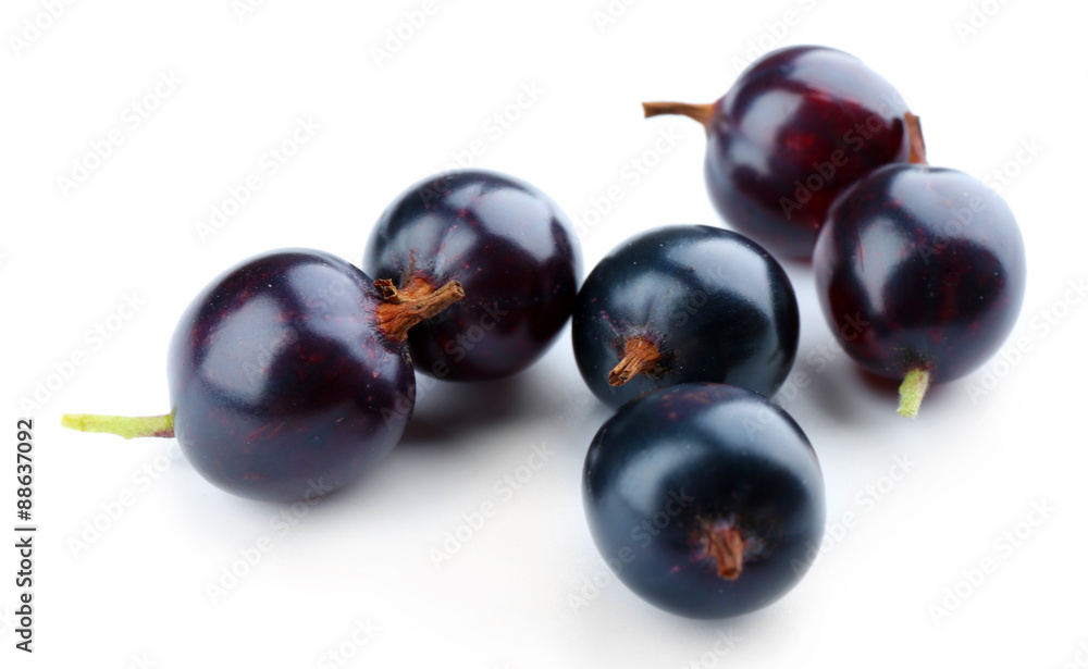 Fototapeta premium Wild black currant isolated on white