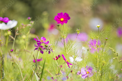 Fototapeta Naklejka Na Ścianę i Meble -  Jachère fleurie en été