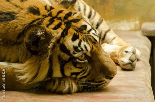 Fototapeta Naklejka Na Ścianę i Meble -  resting tiger