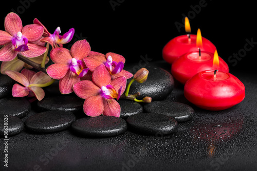 beautiful spa still life of blooming twig red orchid flower  pha
