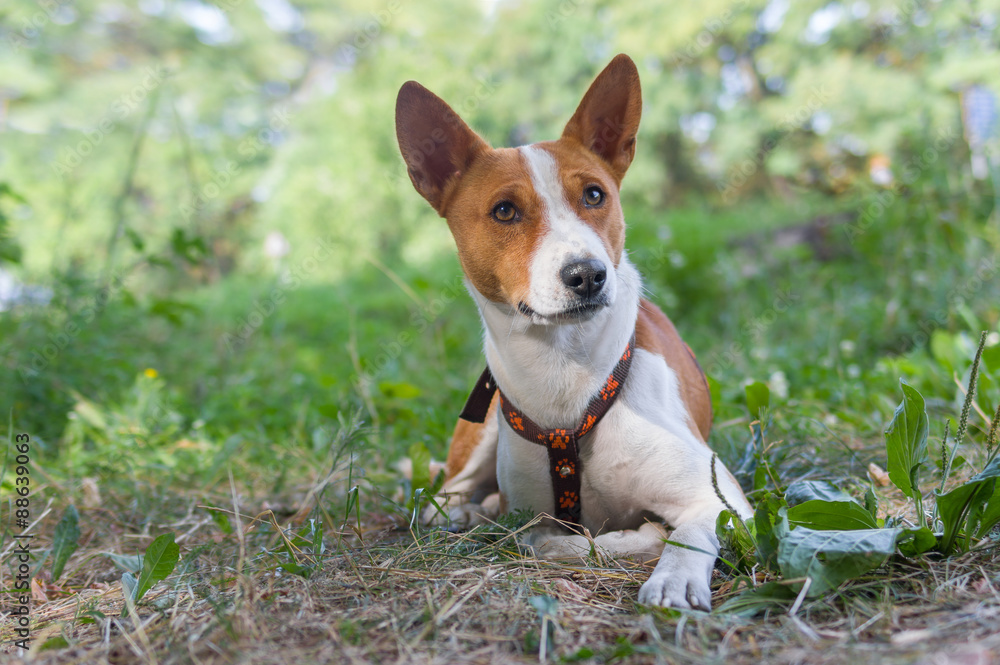 Portrait of basenji lying on the ground at summer morning (shallow dof) Portrait of basenji lying on the ground at summer morning (shallow dof)