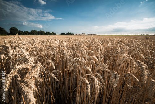 Summer Cornfield