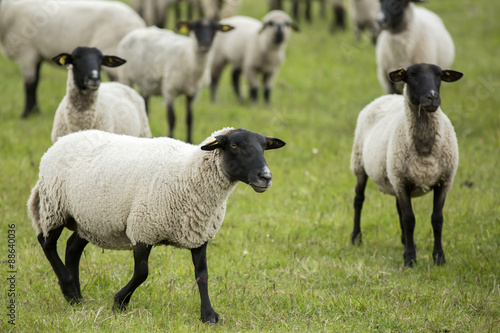 Fototapeta Naklejka Na Ścianę i Meble -  Herd of black- headed sheep on the pasture