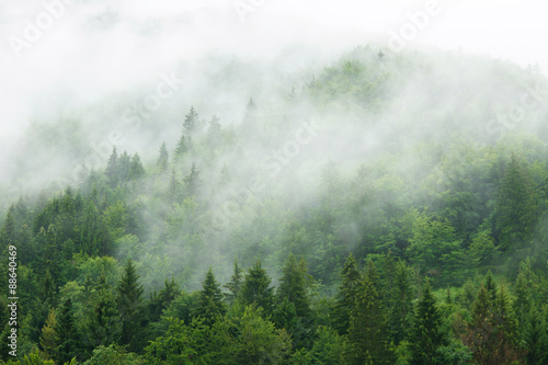 Fototapeta zielony las chmury mgła