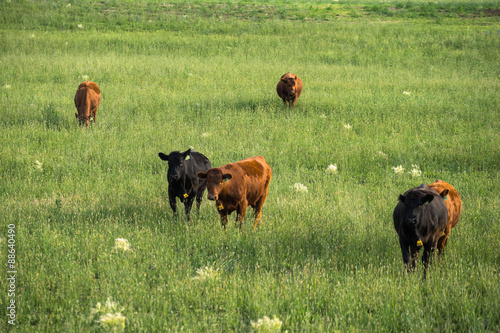 A  cow heard feeding on pasture filed