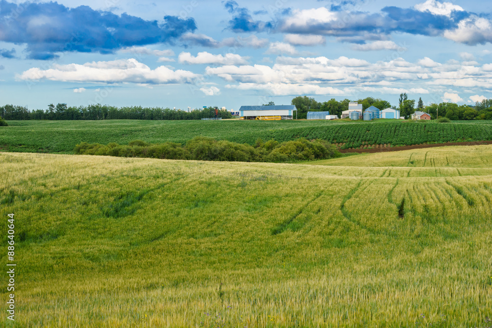 Agricultural fields of potato and barley with farm yard and oil Agricultural fields of potato and barley with farm yard and oil