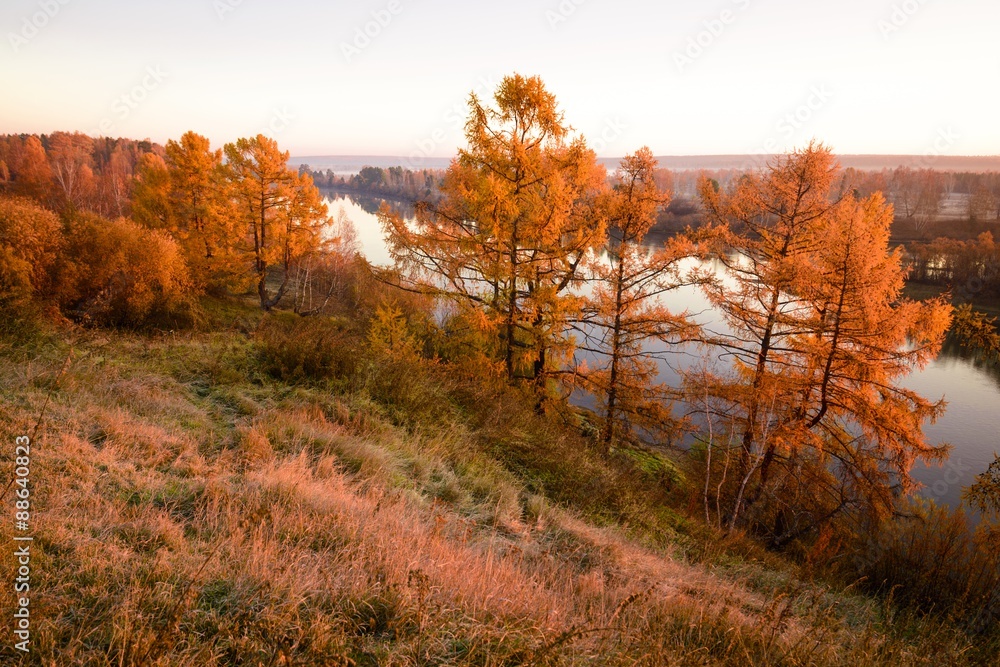 оранжевый, лес