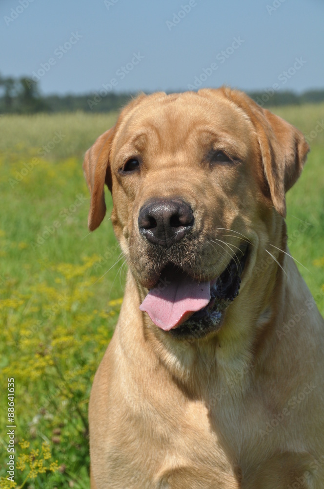 retriever dog in the grass retriever dog in the grass