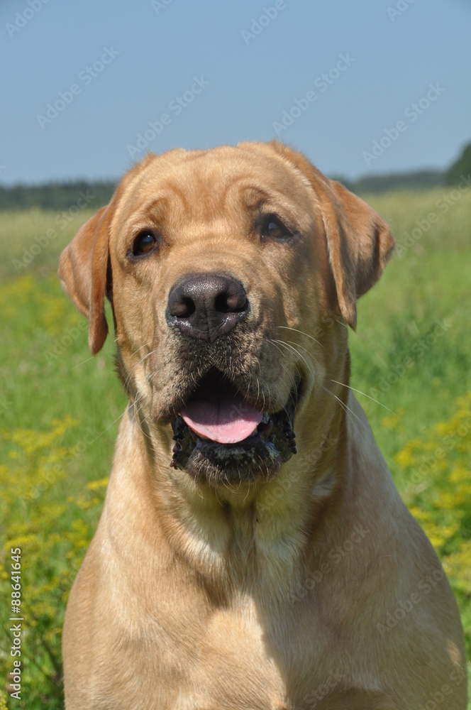 Labrador dog on the grass in the field