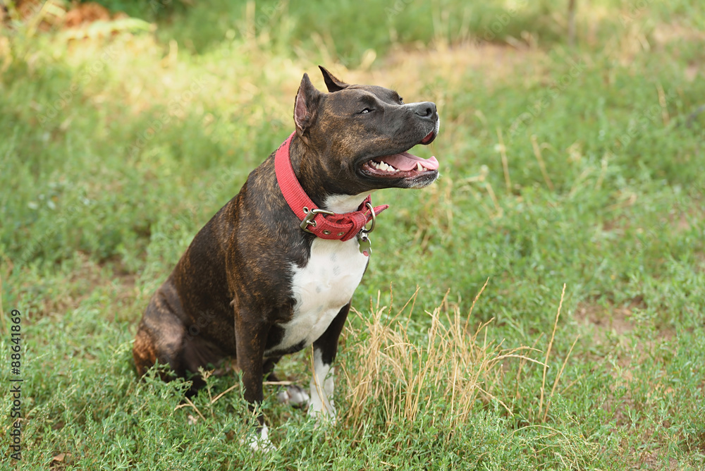 Staffordshire bull terrier portrait