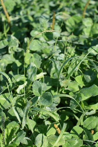 Wallpaper Mural летний луг
 Torontodigital.ca