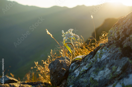 Edelweiss in den Alpen