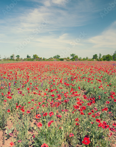 Field with flower of the poppy