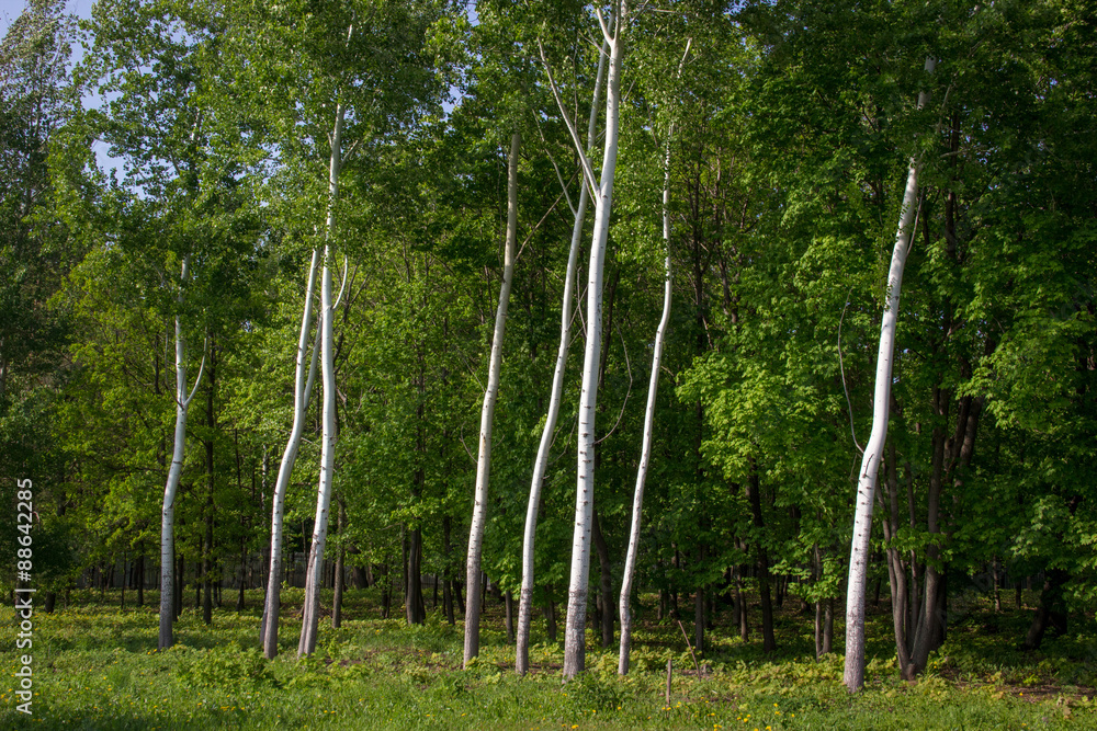 Obraz premium White birches on dark green background