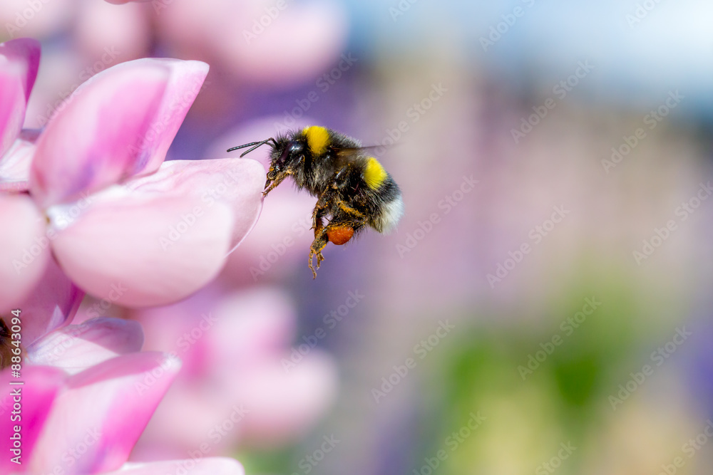 Bumblebee flying and pink flower Bumblebee flying and pink flower
