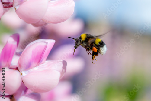 Fotografiet Bumblebee flying and pink flower