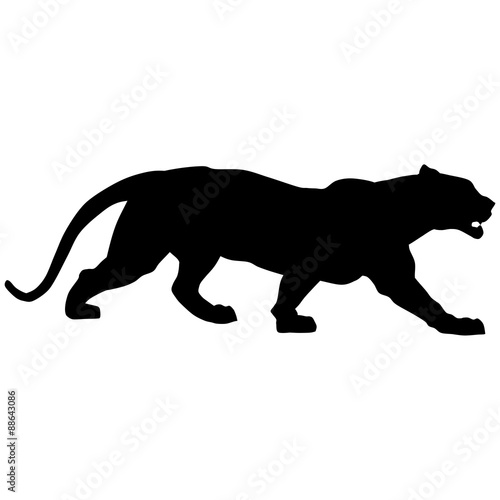 Black panther creeps up to victim4