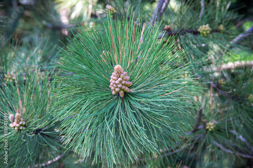 Green prickly branches of a fur-tree or pine with cone photo
