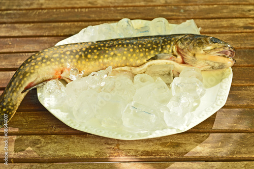 raw fish trout lies on a plate with ice