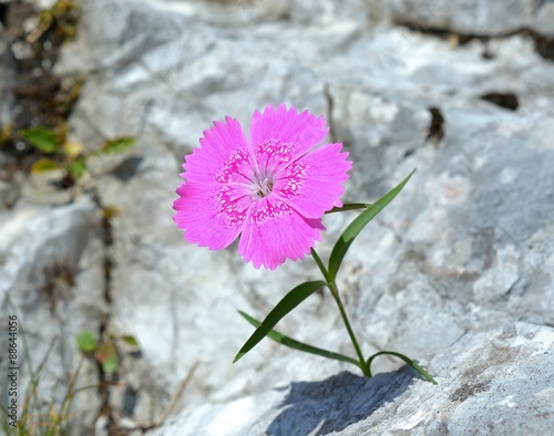 
Stock Photo:
Dianthus callizonus, endemic plant for Piatra Craiului Mountains (Romanian Carpathians)