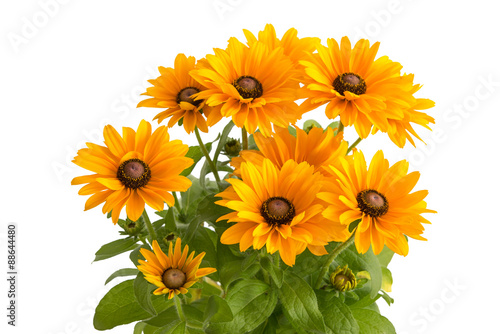 Bild auf Leinwand Rudbeckia hirta